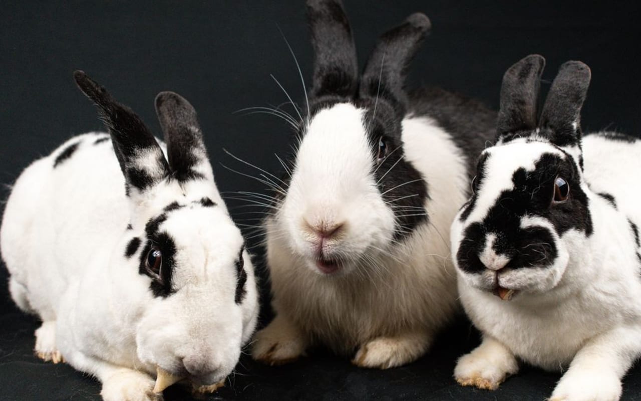 Rhinelander rabbit