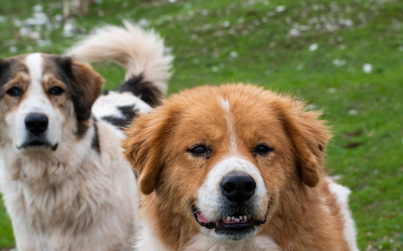Romanian Carpathian Shepherd — gallery 3