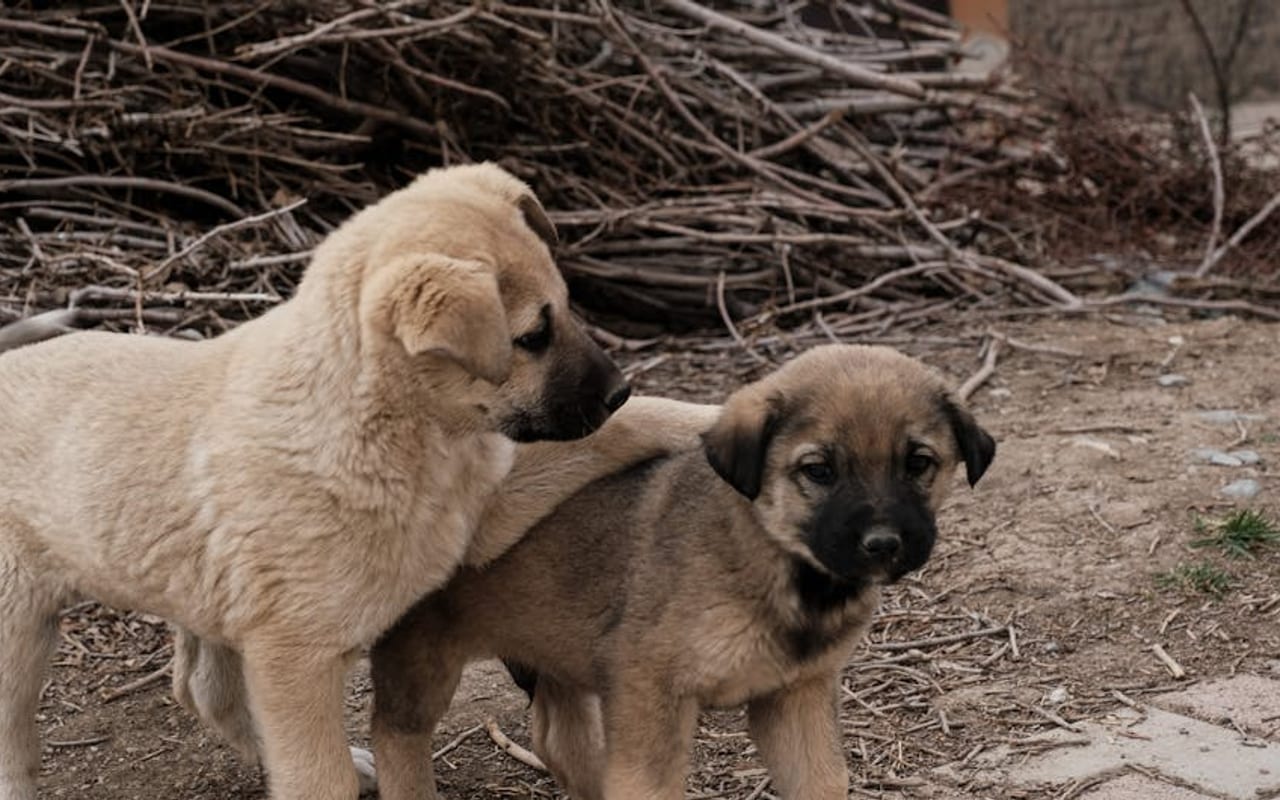 Romanian Mioritic Shepherd Dog — gallery 4