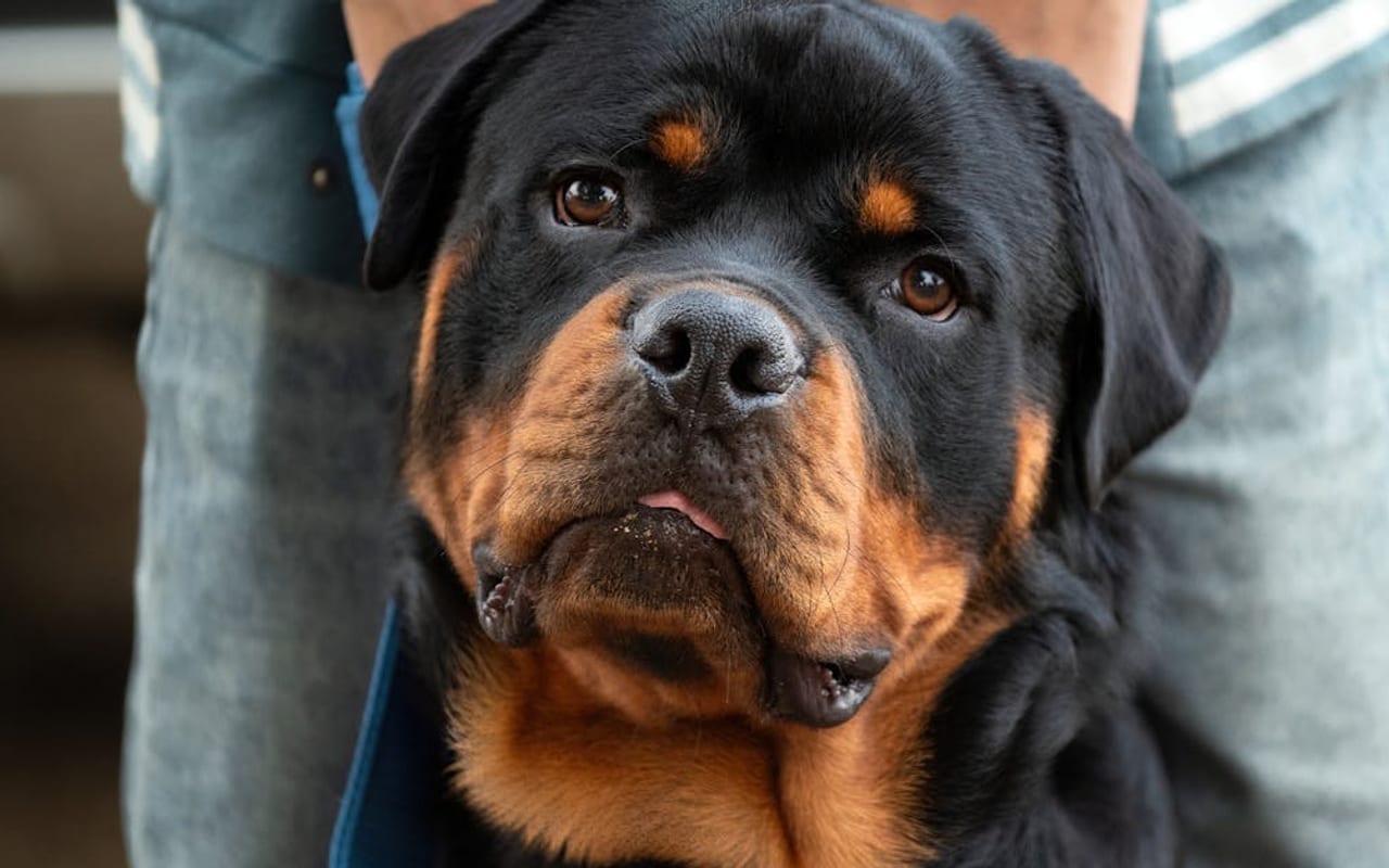 Rottweiler breed