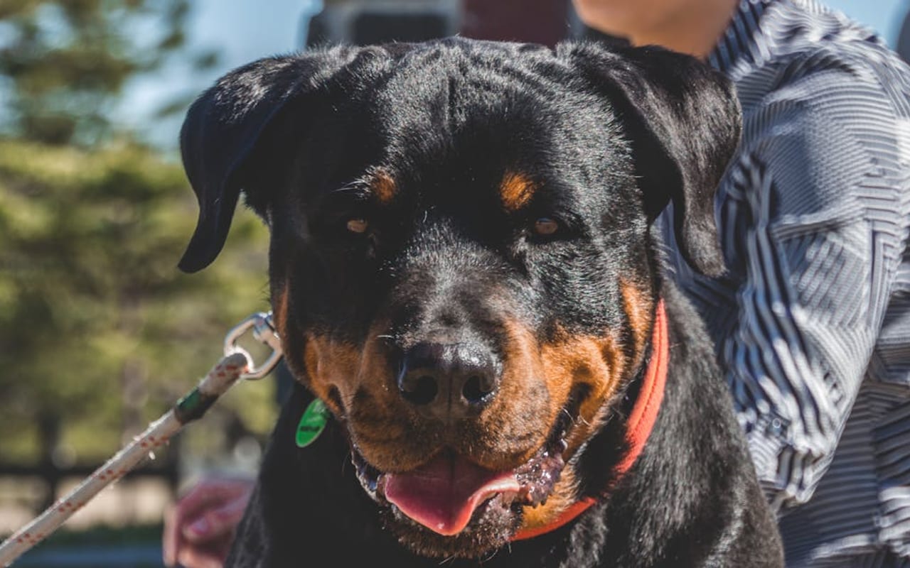 Rottweiler — gallery 4