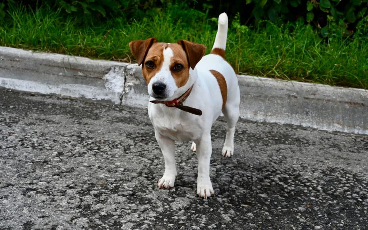 Russell Terrier — gallery 4