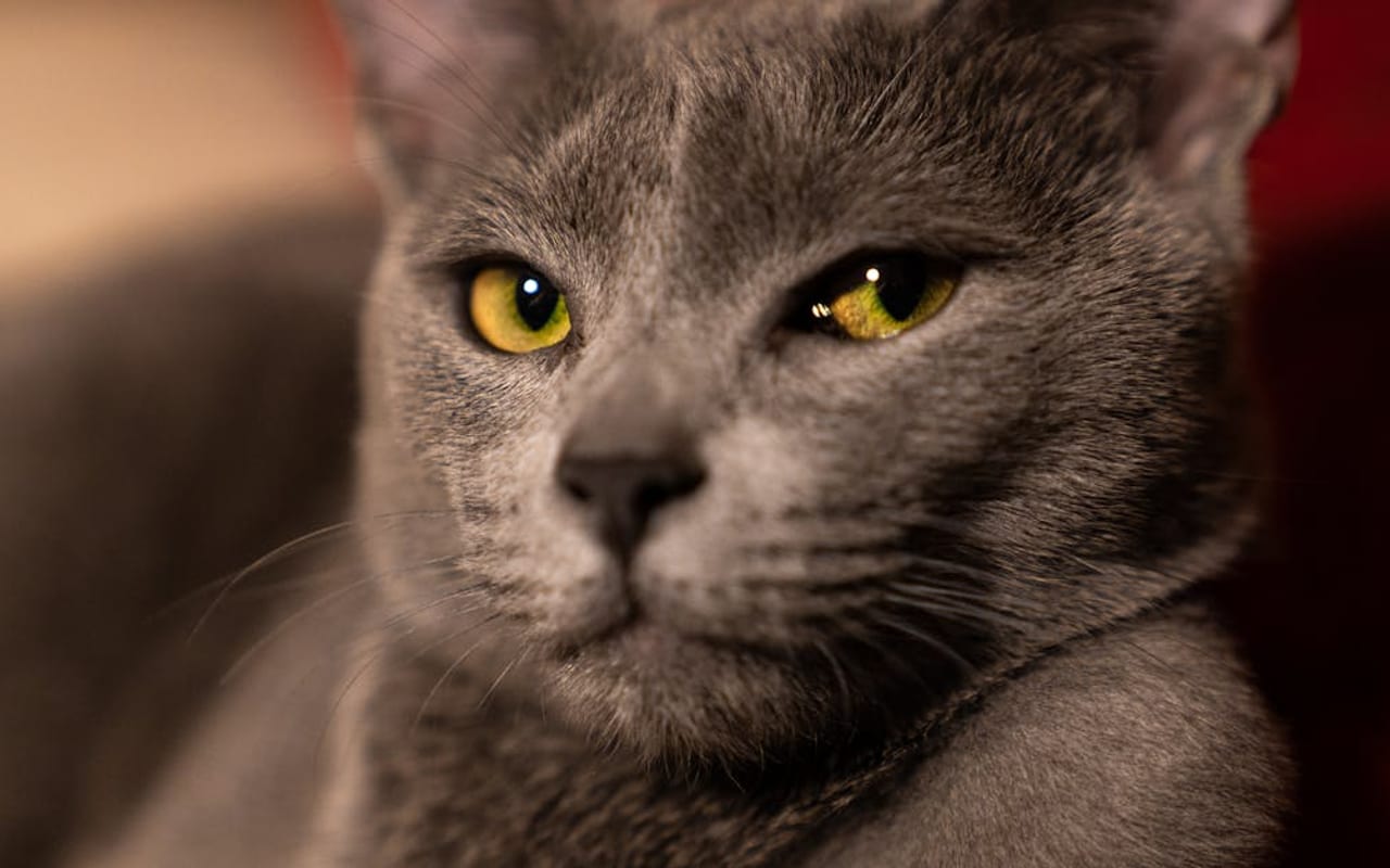 Russian Blue
