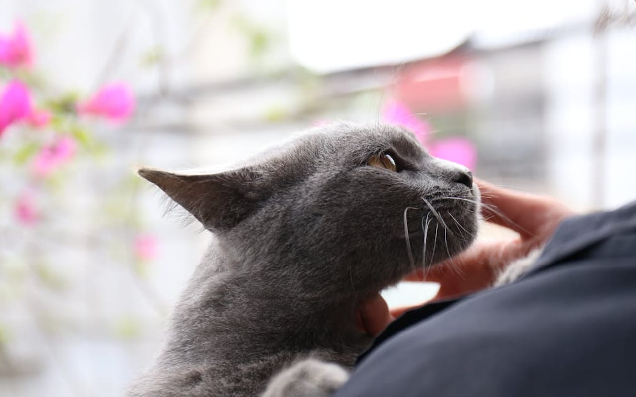 Russian Blue — gallery 3