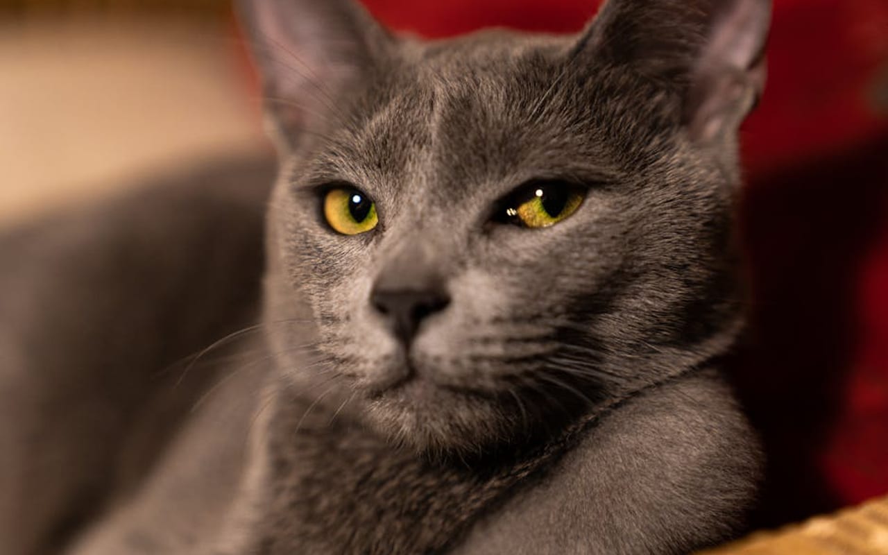 Russian Blue — gallery 4