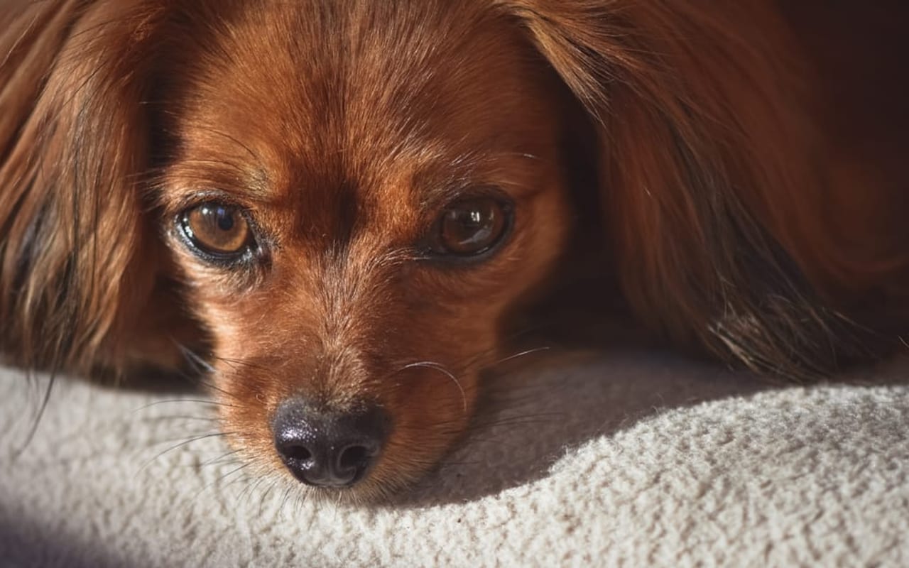 Russian Toy dog breed portrait