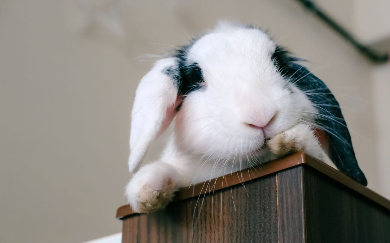 Sable rabbit breed