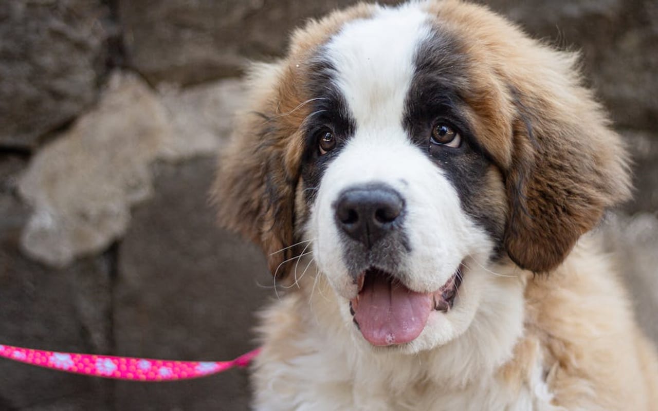 Saint Bernard