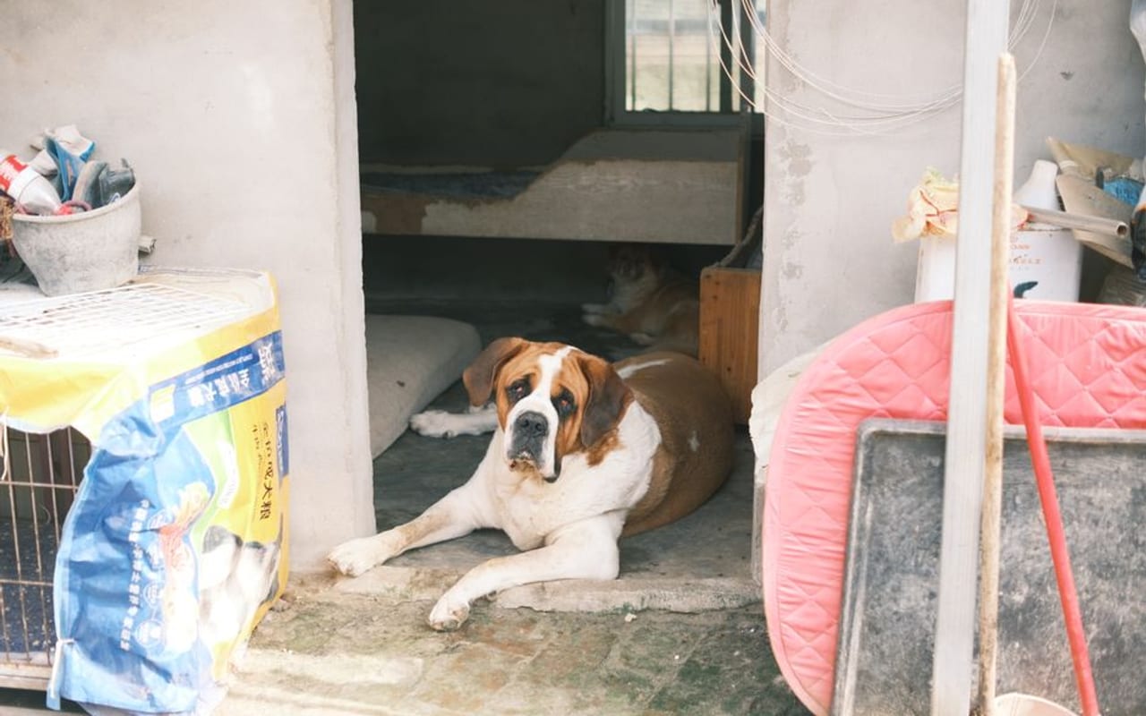 Saint Bernard — gallery 4