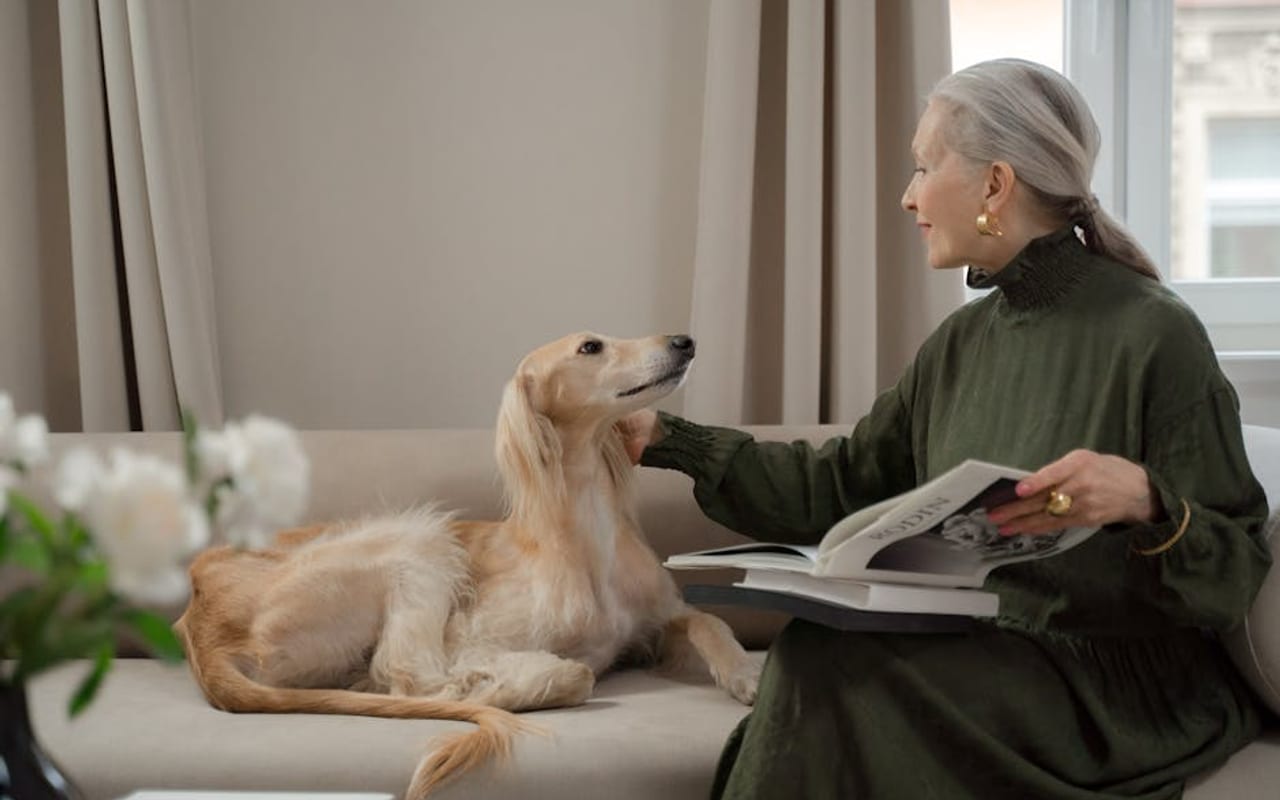 Saluki — gallery 4