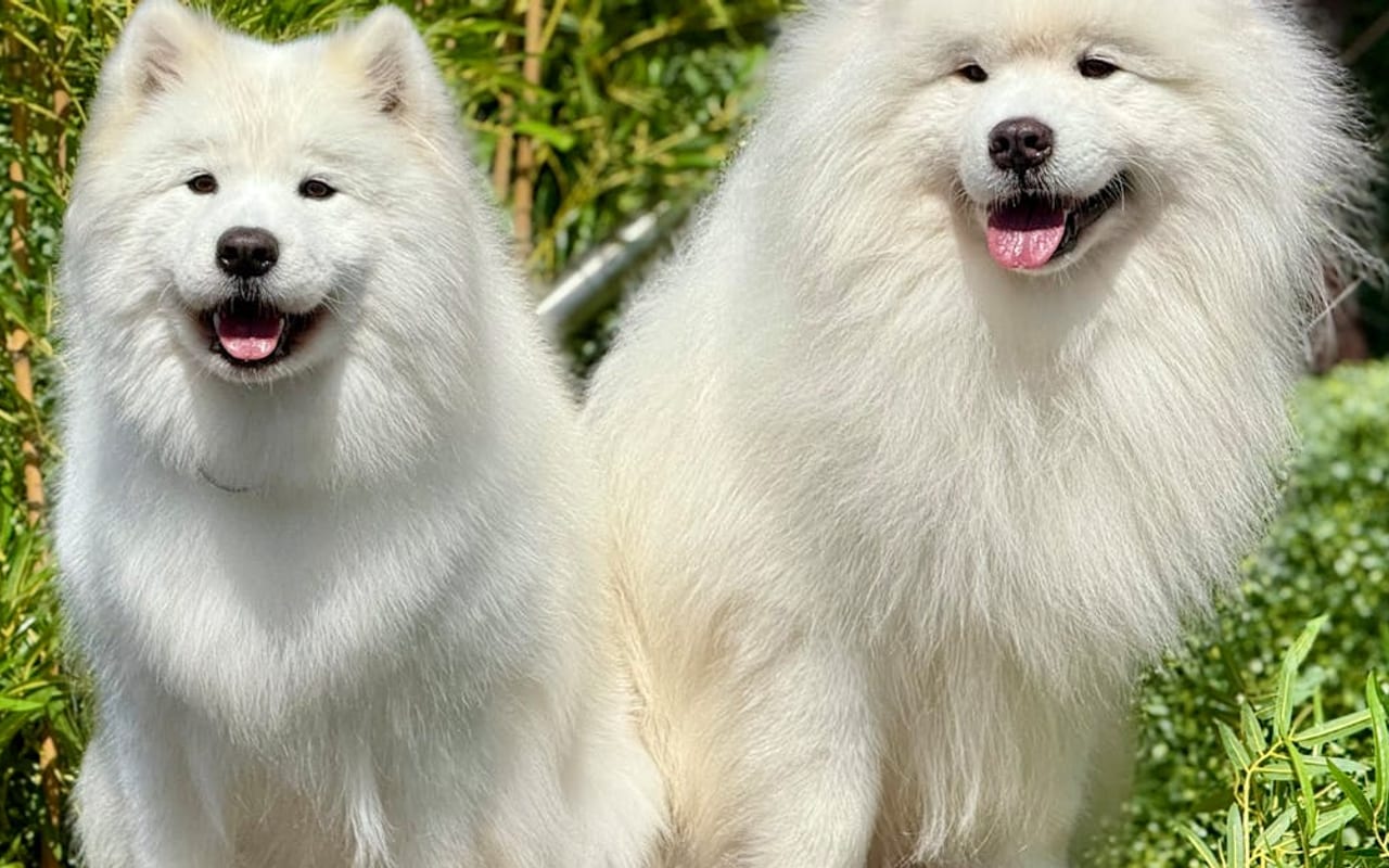 Samoyed dog breed portrait