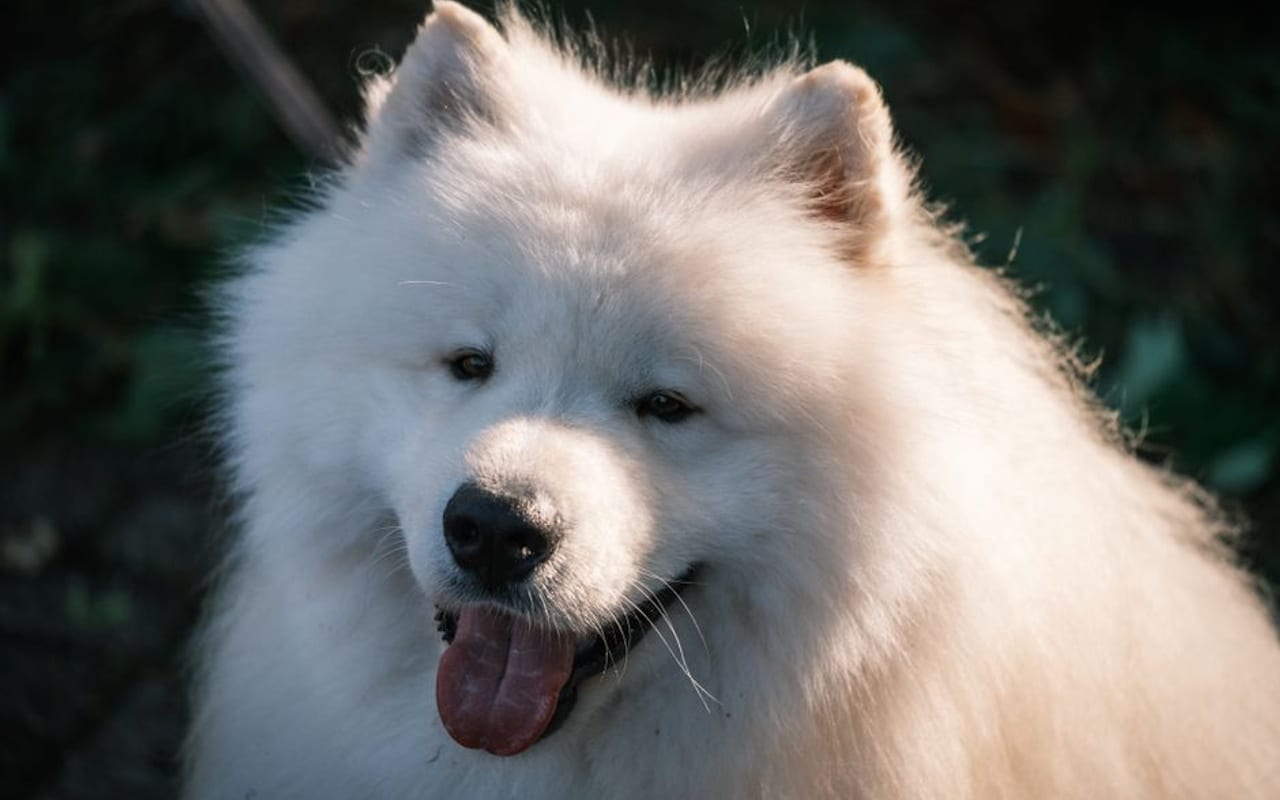 Samoyed — gallery 4