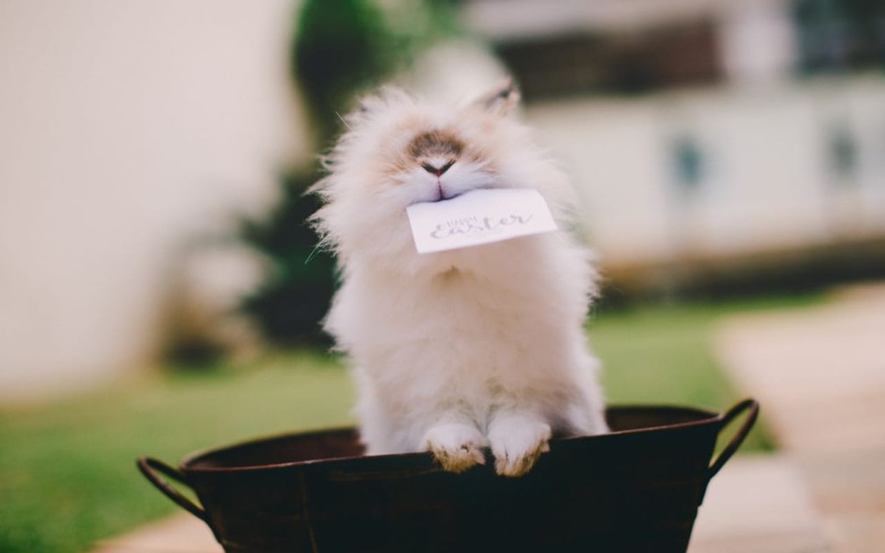 Satin Angora breed