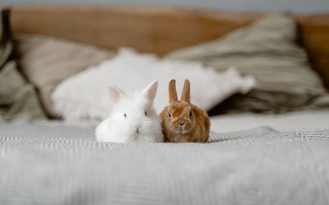 Satin Angora — photo by Tima Miroshnichenko