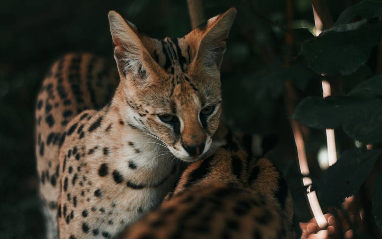 Savannah cat breed