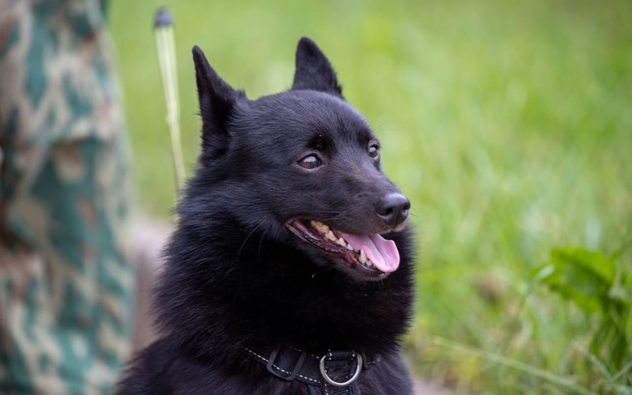 Schipperke — gallery 4