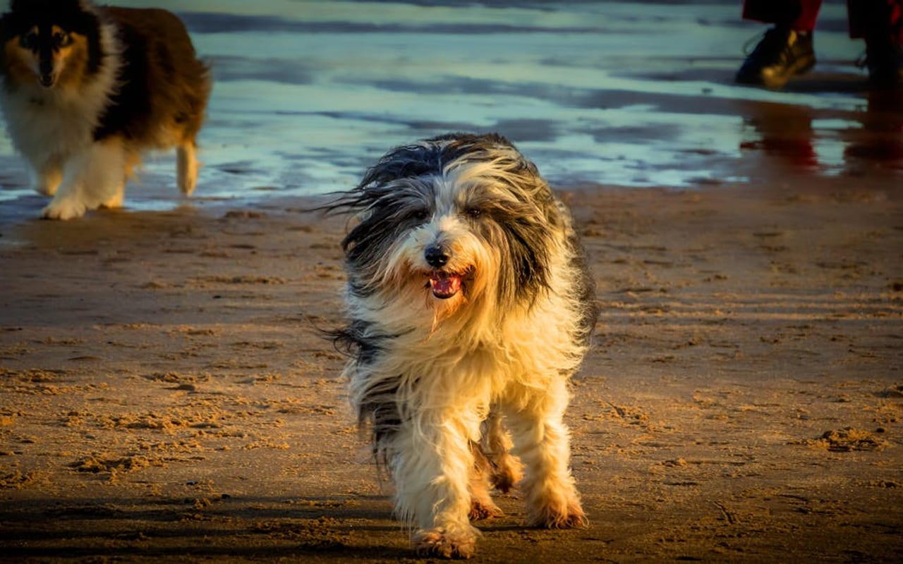 Scottish Deerhound — gallery 3