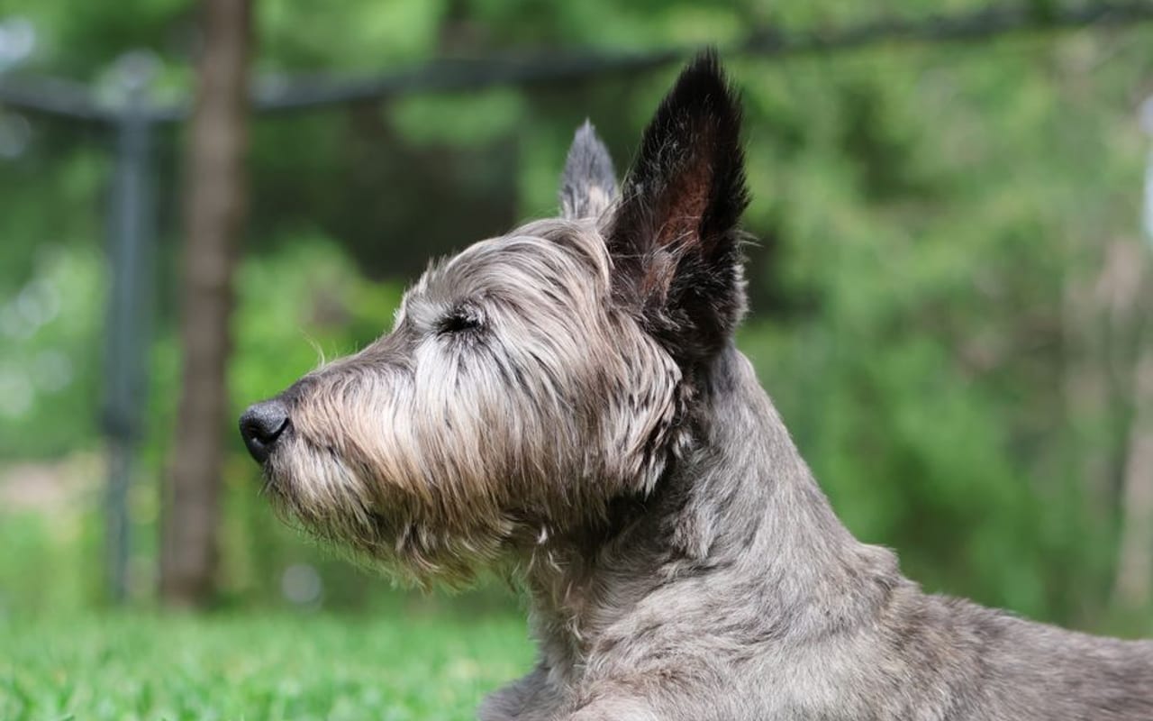 Scottish Deerhound — gallery 4