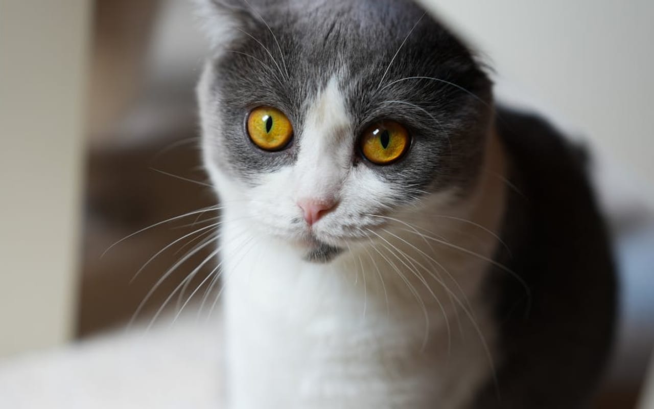 Scottish Fold