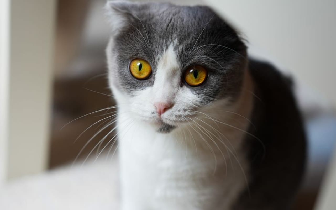 Scottish Fold — gallery 4