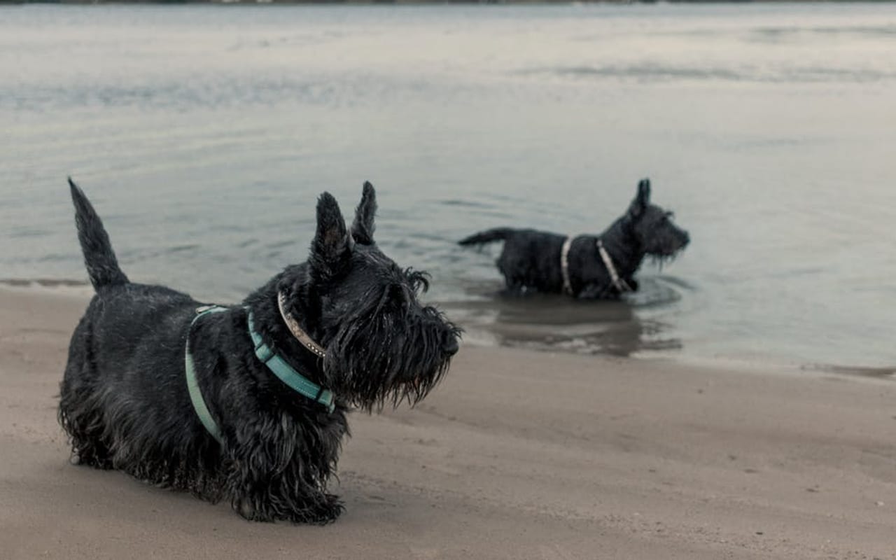 Scottish Terrier