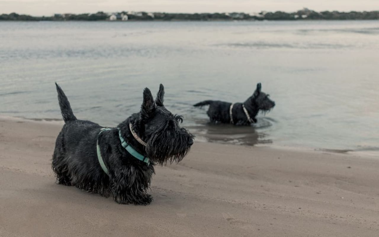 Scottish Terrier — gallery 4