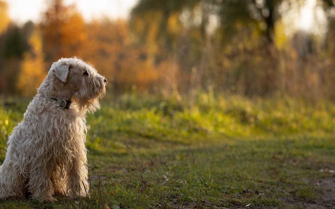 Sealyham Terrier — gallery 2