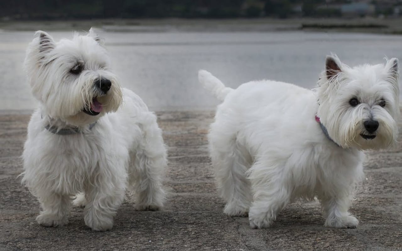 Sealyham Terrier — gallery 4
