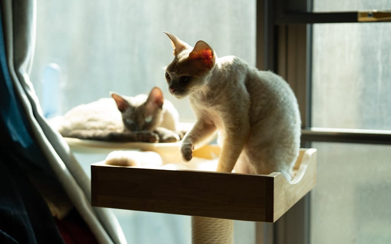 Selkirk Rex