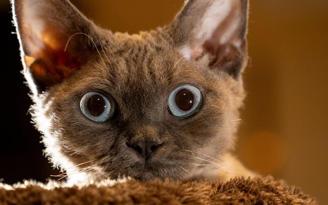 Selkirk Rex — gallery 2