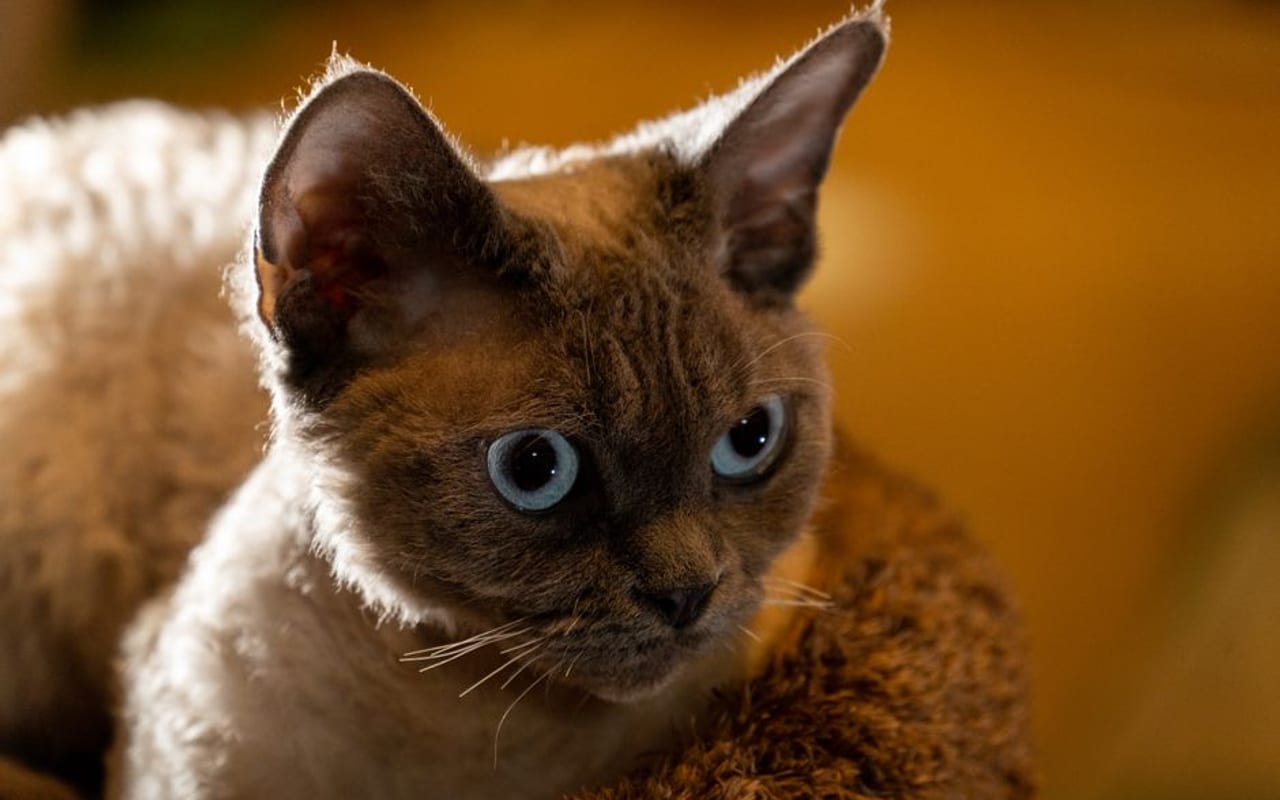 Selkirk Rex — gallery 4