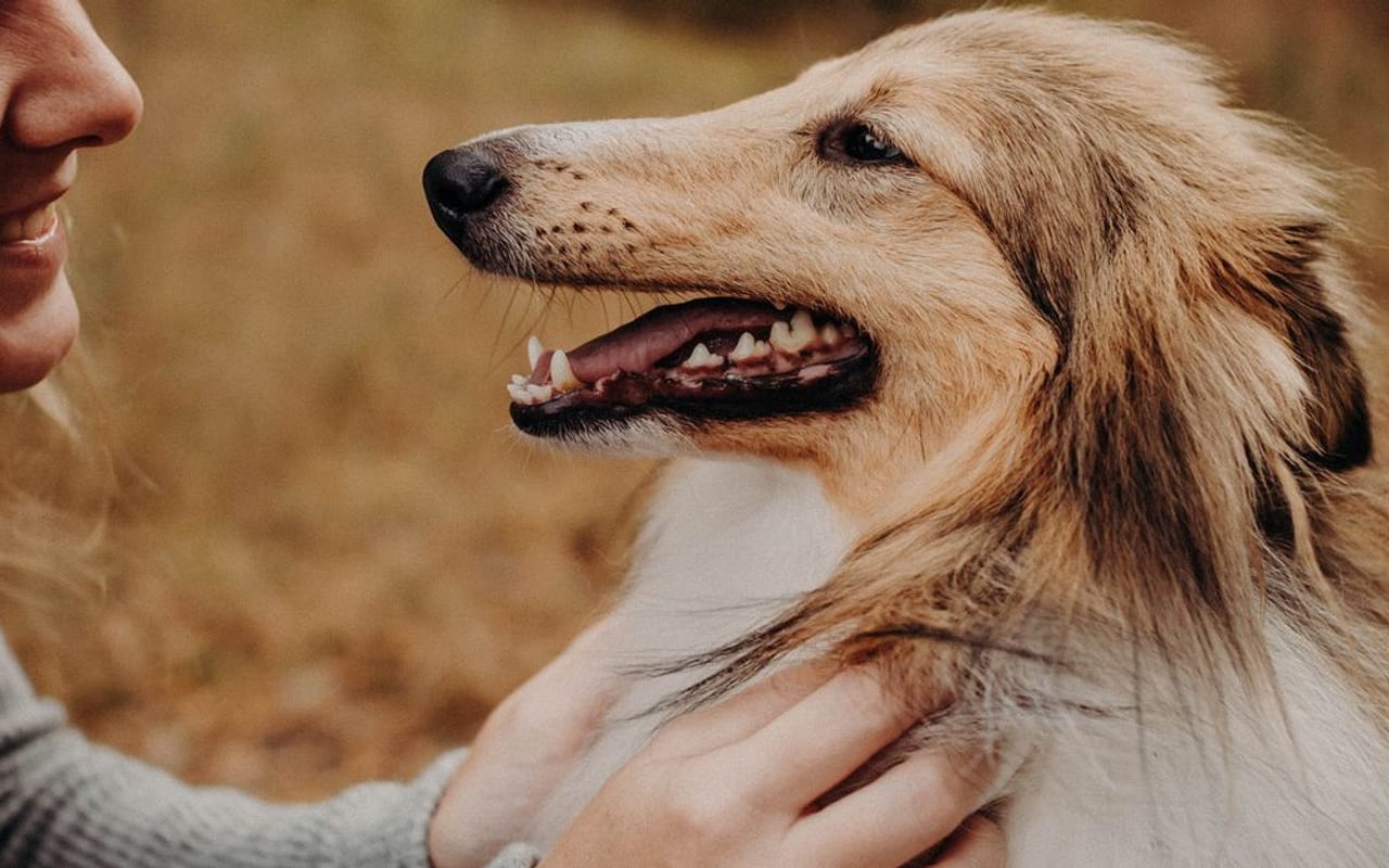 Shetland Sheepdog — gallery 2