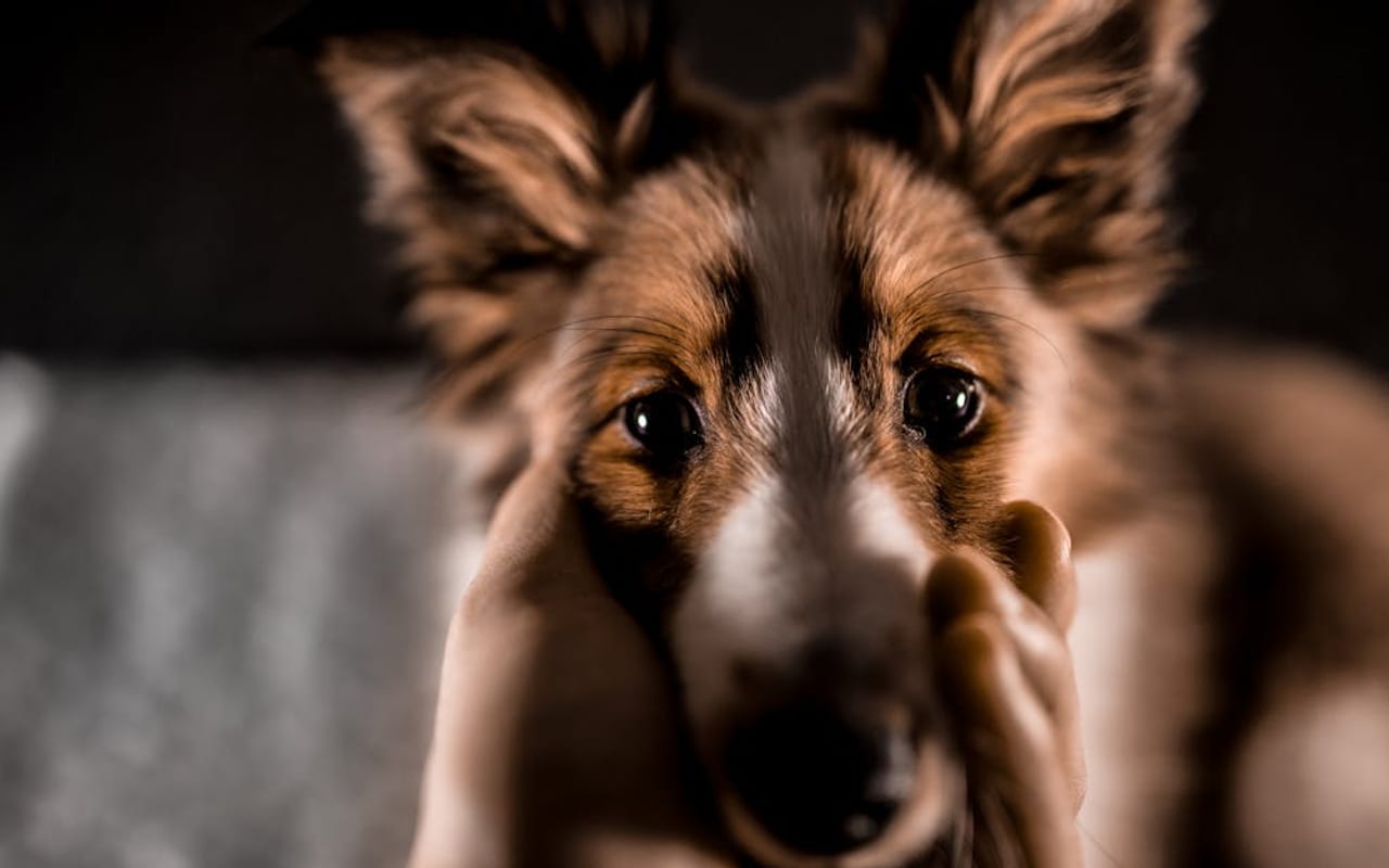 Shetland Sheepdog — gallery 3