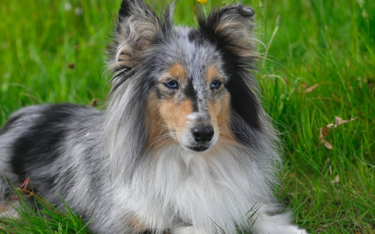 Shetland Sheepdog — gallery 4