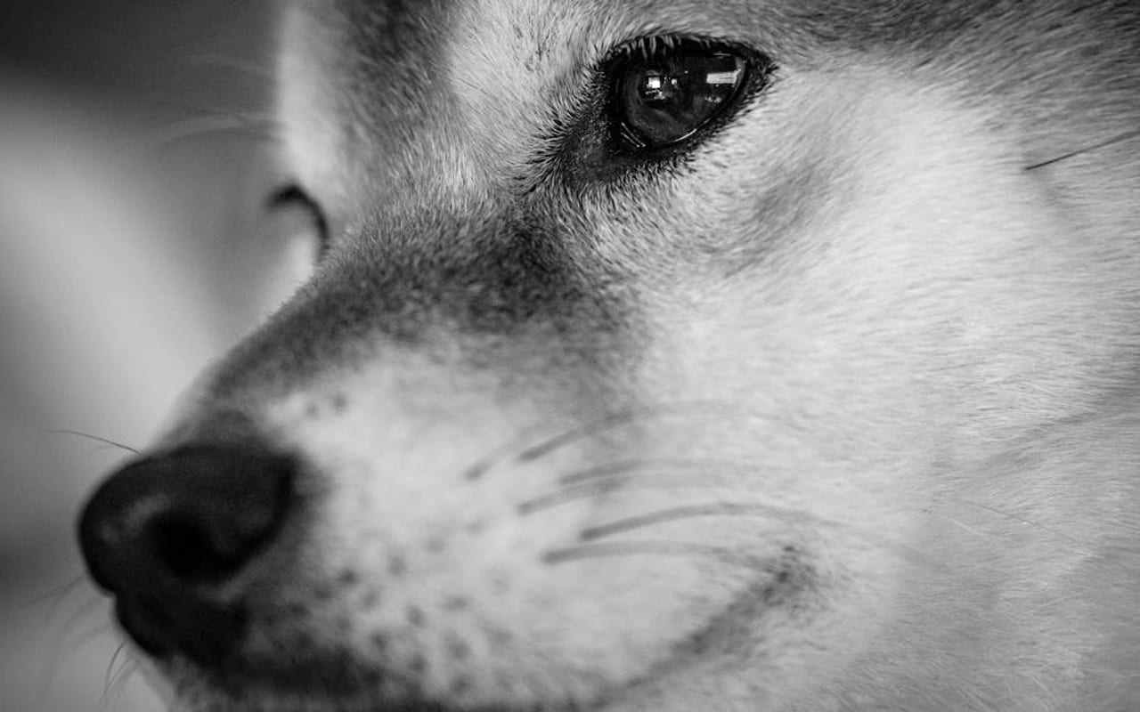 Shiba Inu — Shiba Inu — gallery 1