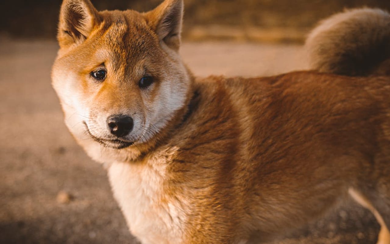 Shiba Inu — Shiba Inu — gallery 2