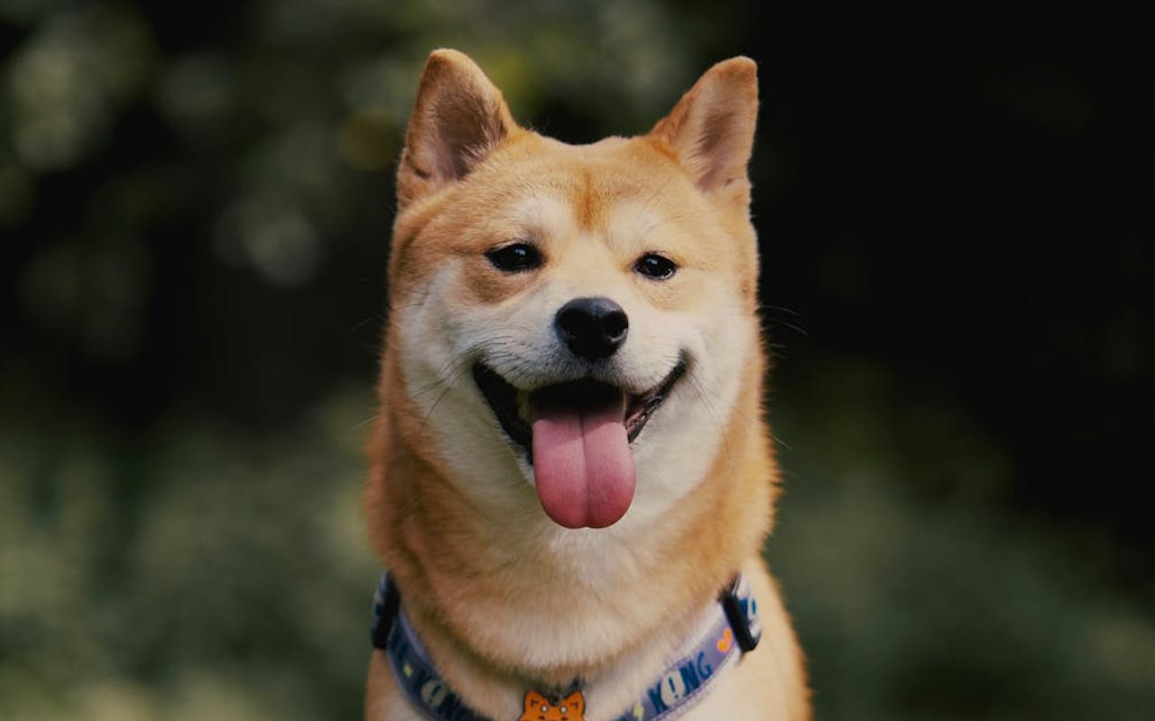 Shiba Inu — Shiba Inu — gallery 3