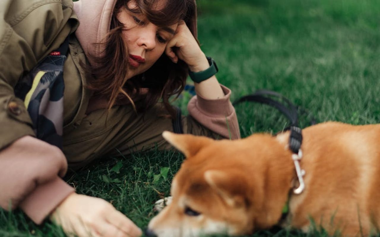 Shiba Inu — Shiba Inu — gallery 4