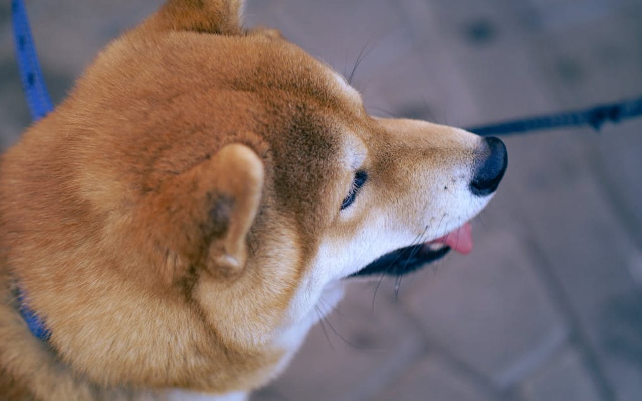 Shiba Inu — Shiba Inu — gallery 5