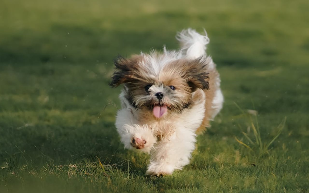 Shih Tzu