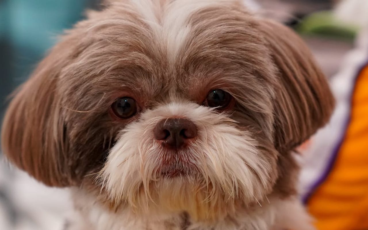 Shih Tzu — gallery 2