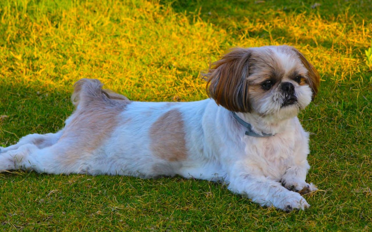 Shih Tzu — gallery 3