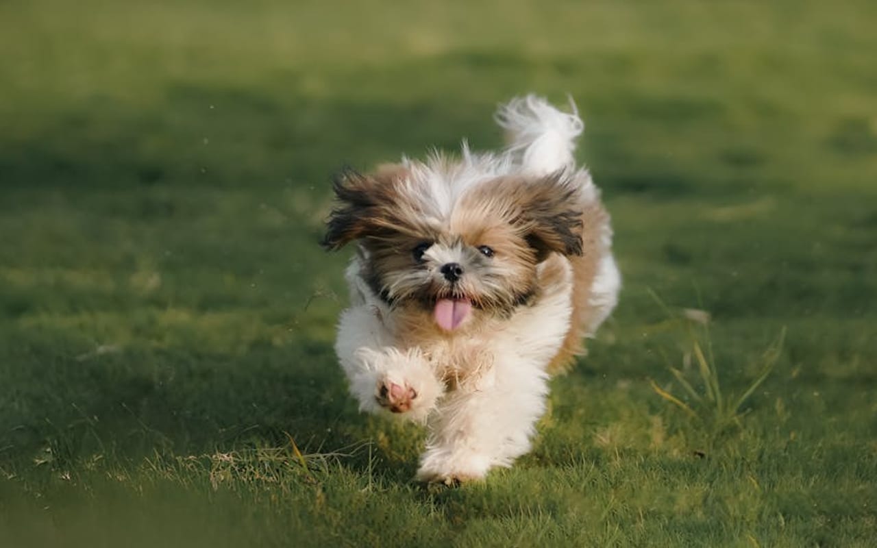 Shih Tzu — gallery 4