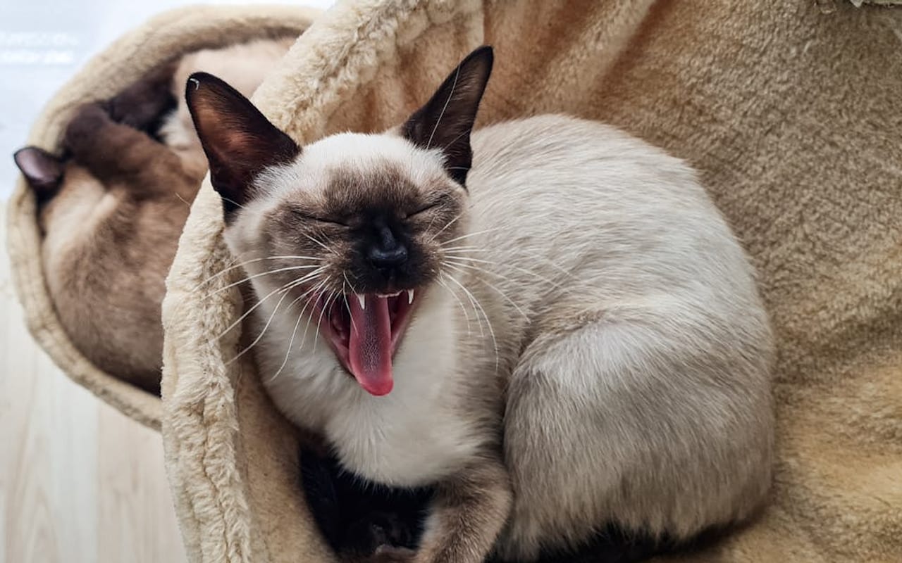Siamese breed