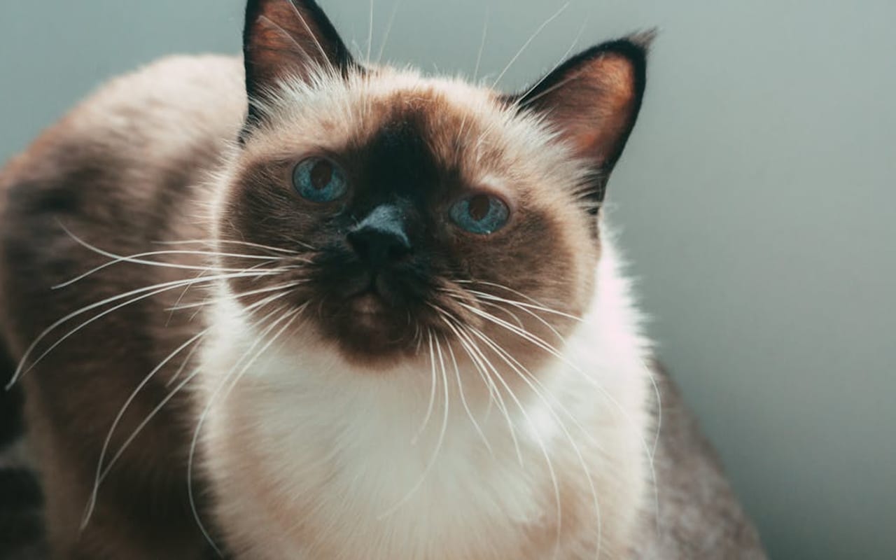 Siamese — gallery 3