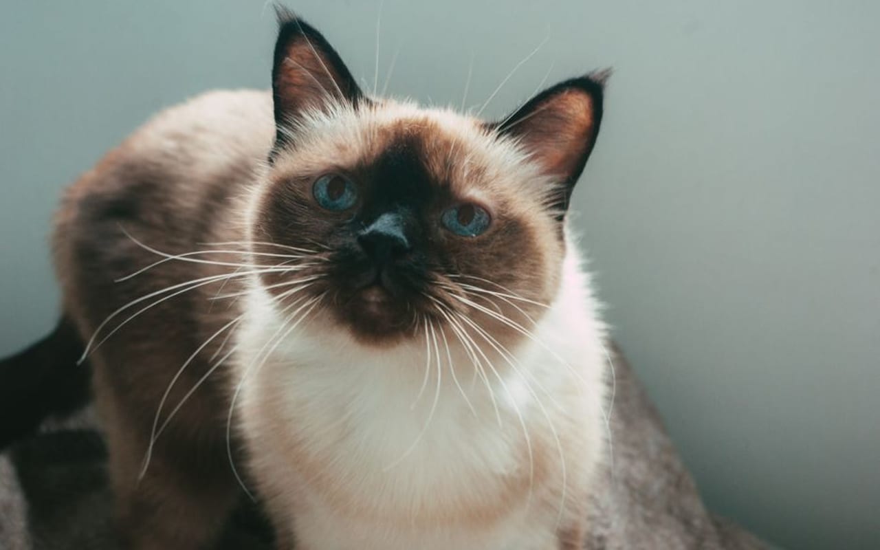 Siamese — gallery 4