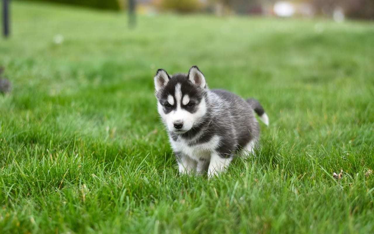 Siberian Husky — gallery 2