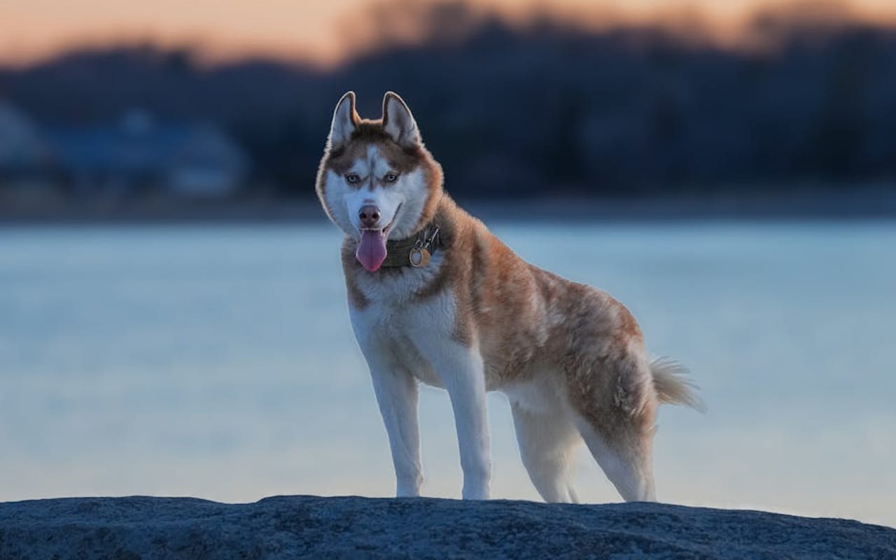 Siberian Husky breed