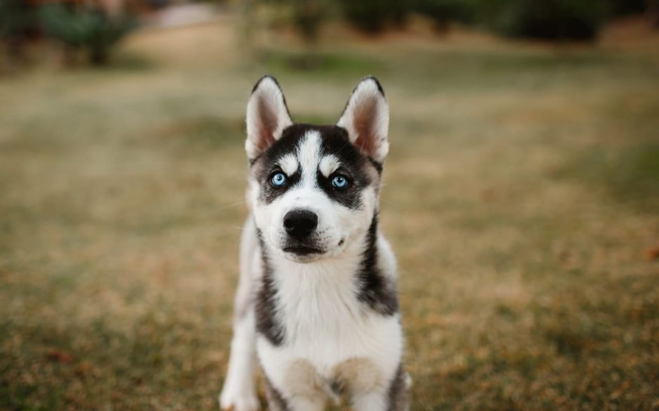 Siberian Husky — gallery 2
