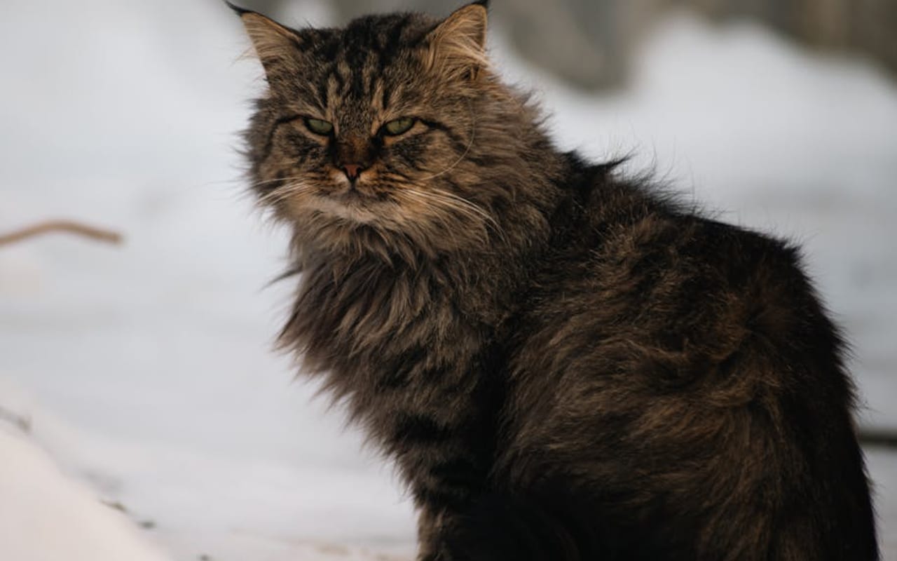 Siberian — gallery 4